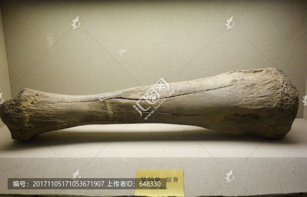 猛犸象脛骨