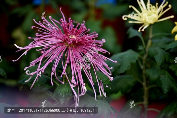 菊花