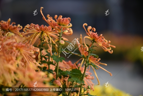 菊花