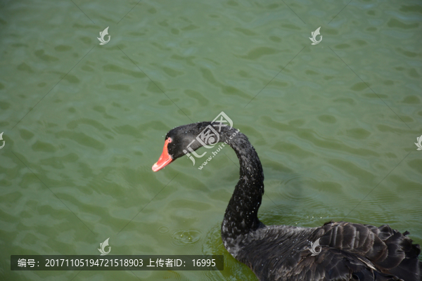 黑天鵝,黑天鵝實(shí)拍