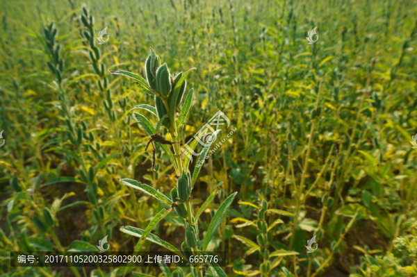 芝麻地