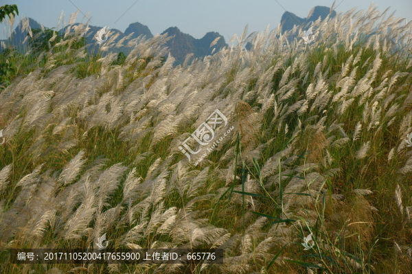 茅草秋景