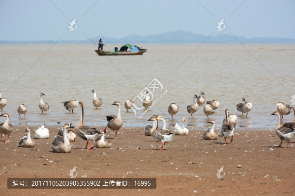 鄱陽湖,鄱陽湖濕地公園