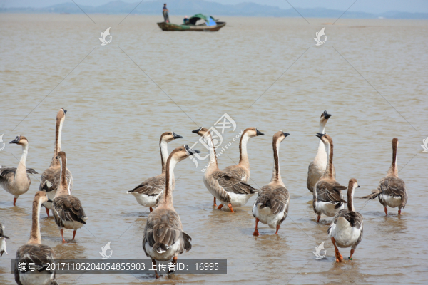 鄱陽湖,鄱陽湖濕地公園