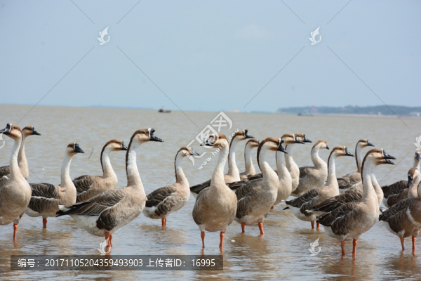 鄱陽湖,鄱陽湖濕地公園