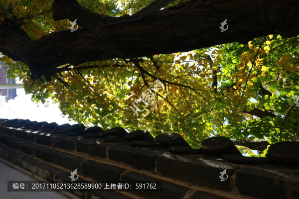 古銀杏