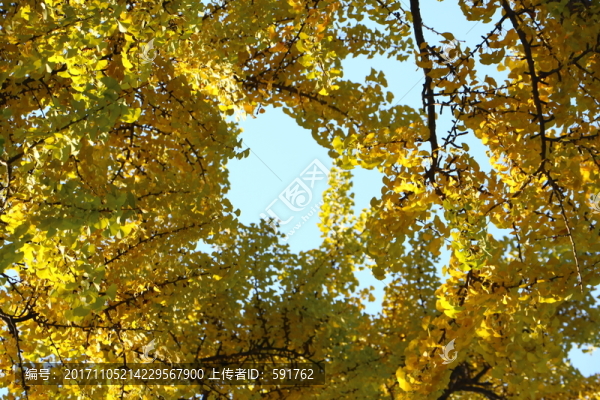 古銀杏