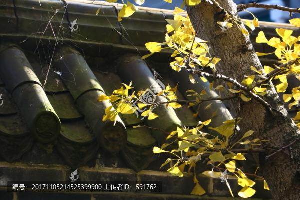 古銀杏
