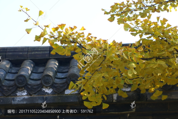 古銀杏