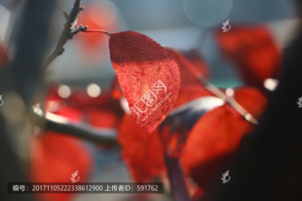 秋景