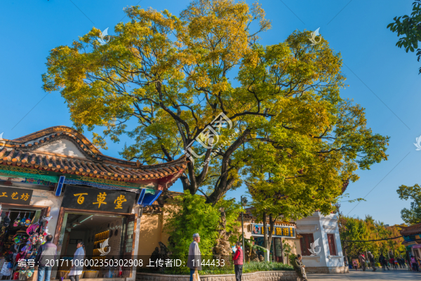 園林風(fēng)光