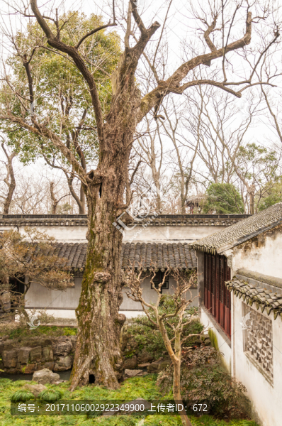 拙政園古樹