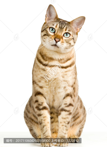 孤立的