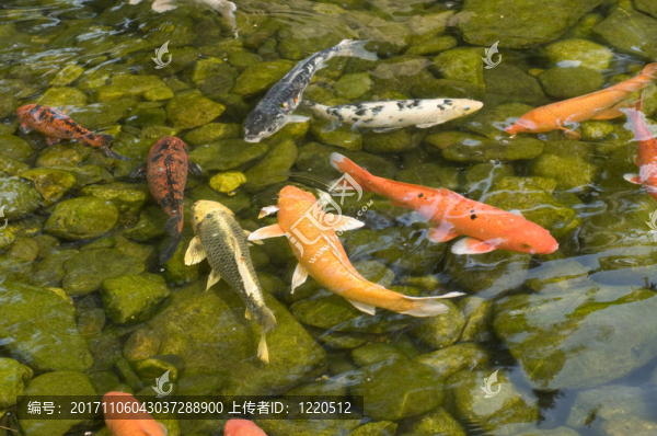 顏色