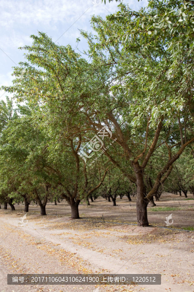 美國杏仁種植園