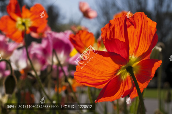 花卉