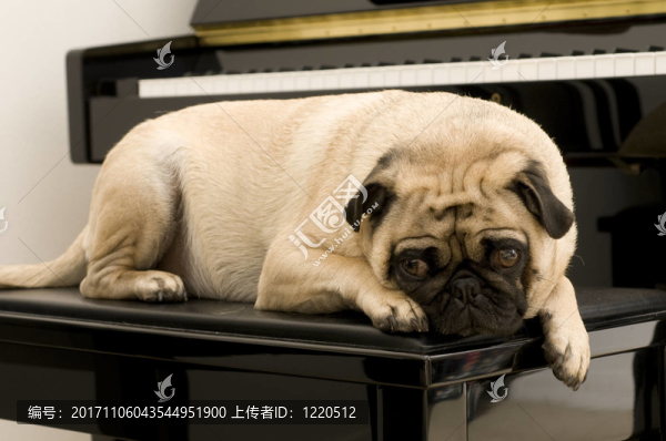 動物