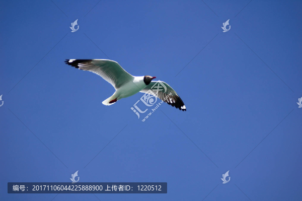 鳥