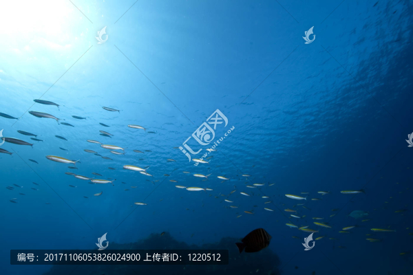 動物