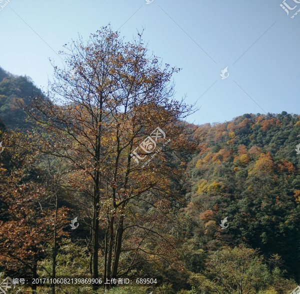 高山綠樹