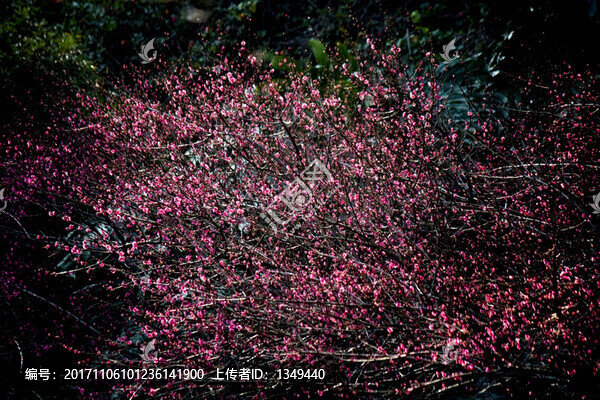 梅花