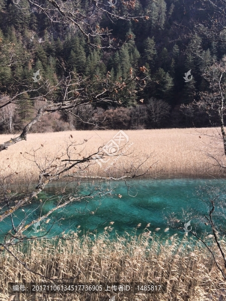深秋的蘆葦海