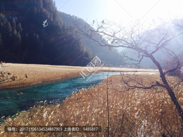 九寨溝之蘆葦海