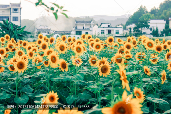向日葵,花叢,花堆