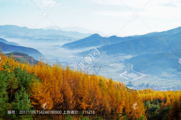 松林,秋色