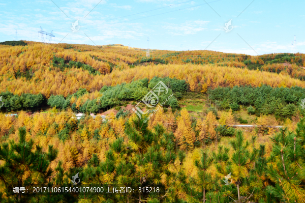 落葉松,秋色