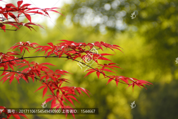 紅葉,雞爪槭