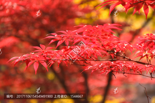紅葉,雞爪槭