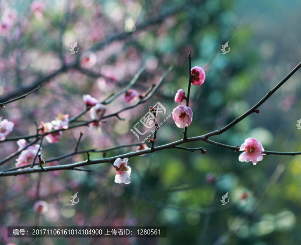 梅花
