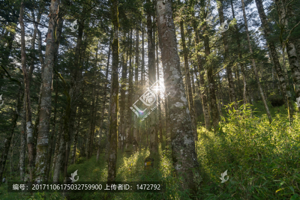 神農(nóng)架金猴嶺景區(qū)初秋
