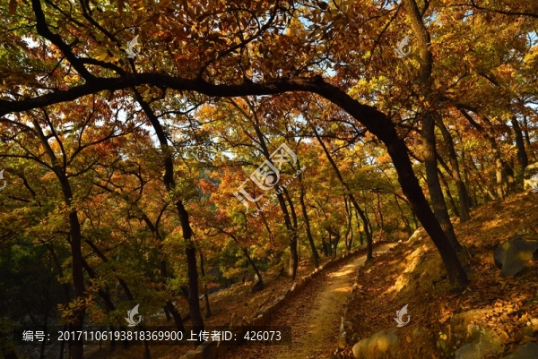 秋色山路