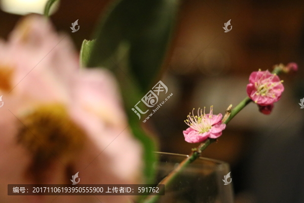 梅花