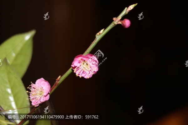 梅花