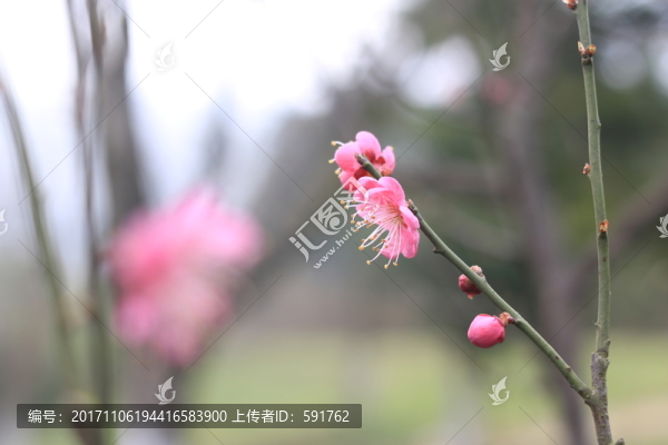 梅花