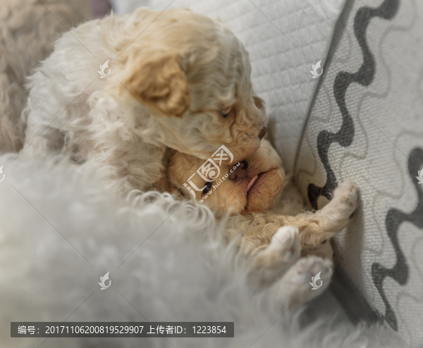 新生犬,狗崽崽