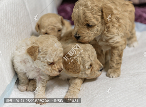新生犬,狗崽崽