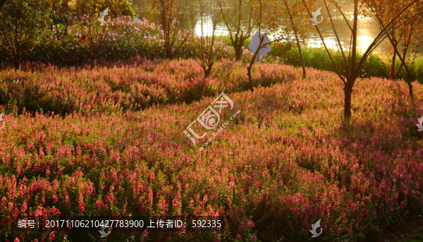 鮮花夕陽