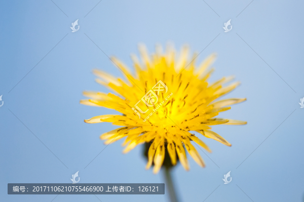 蒲公英花