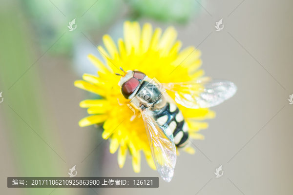 蜜蜂