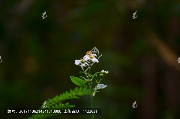 鬼針花