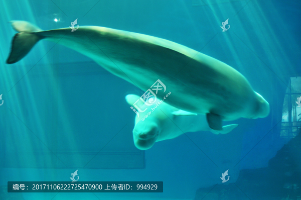 海底風(fēng)景海洋世界海洋動(dòng)物