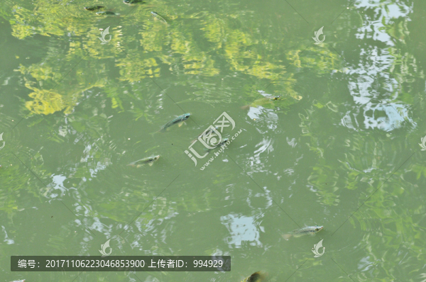 荷花池塘水池