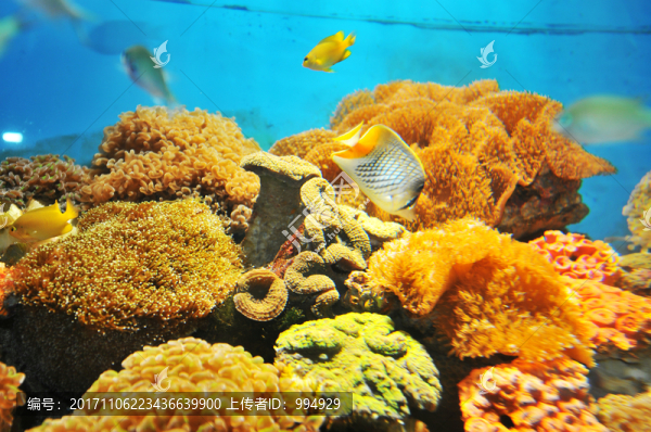 海底風景海洋世界海洋動物
