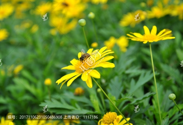 花之戀