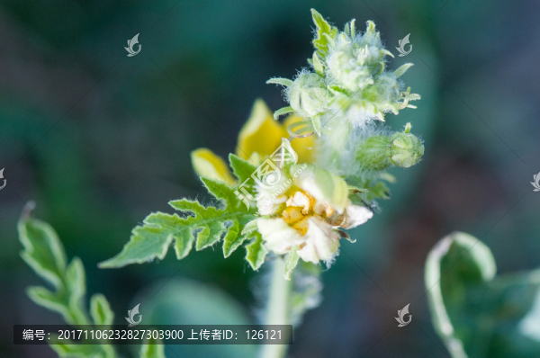 南瓜花