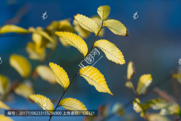 榆樹(shù)葉